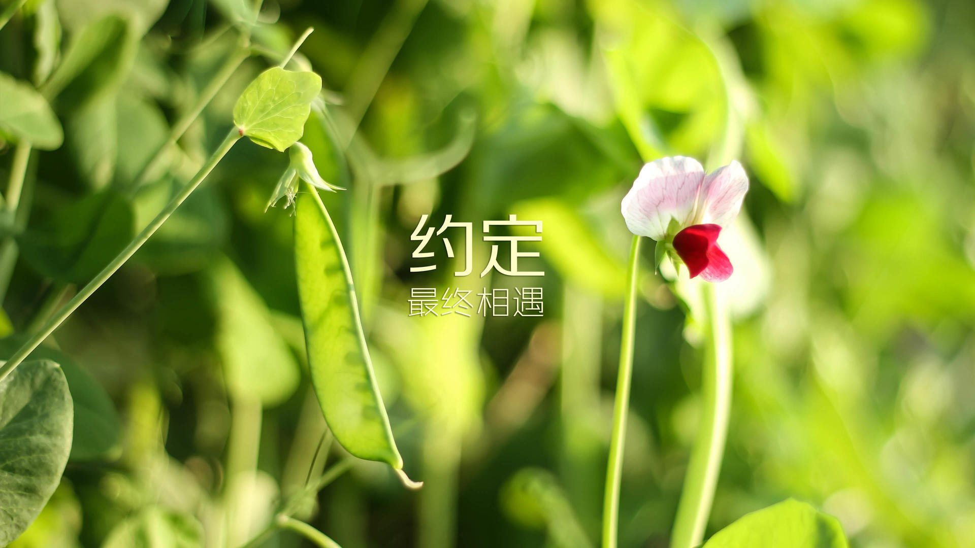 _森林狼迎来一波连胜，士气高涨_，森林狼战绩