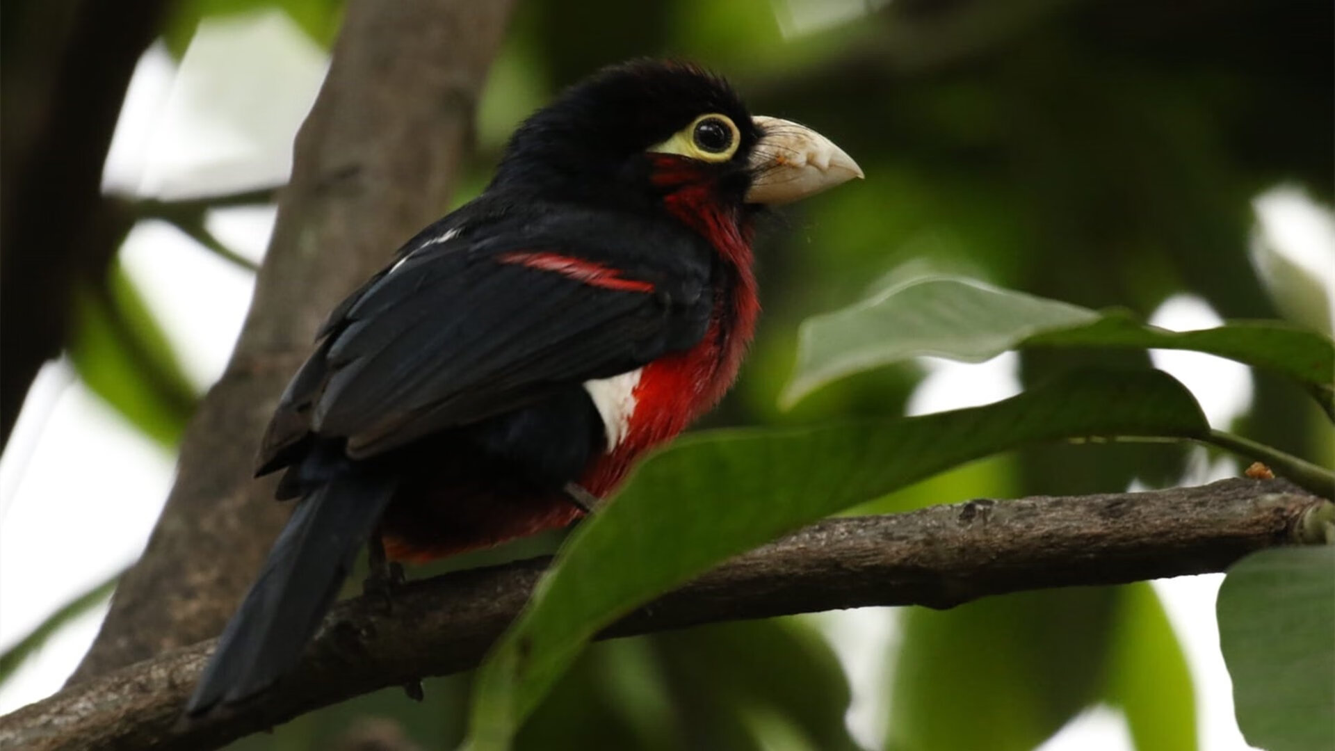 九游游戏在线玩-史上最“爆炸”的逆转比赛，真的是“逆天奇迹”！，爆炸翻转星